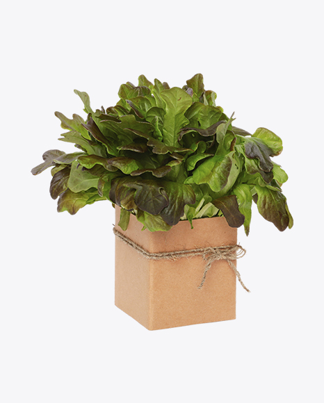 Bunch Of Salad In Box PNG