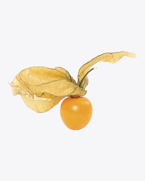Physalis Berry with Husk PNG