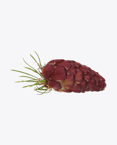 Immature Cone PNG