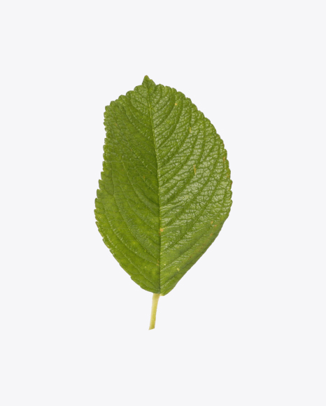 Green Leaf PNG