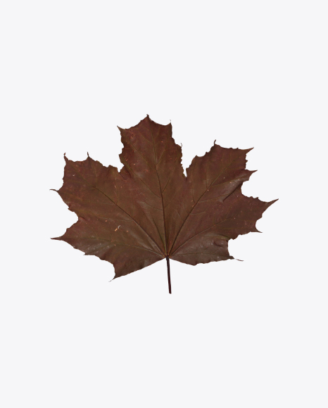 Maple Leaf PNG