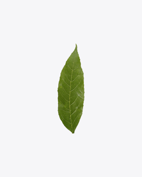 Green Leaf PNG