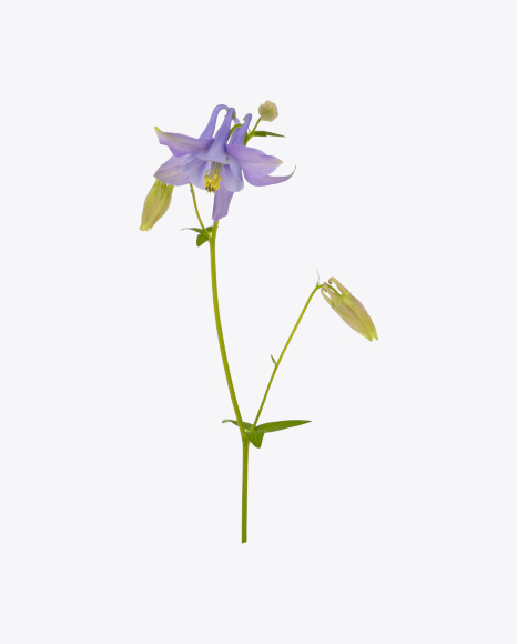 Aquilegia Flower PNG