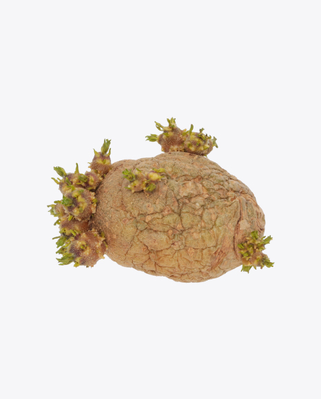 Sprouted Potato PNG