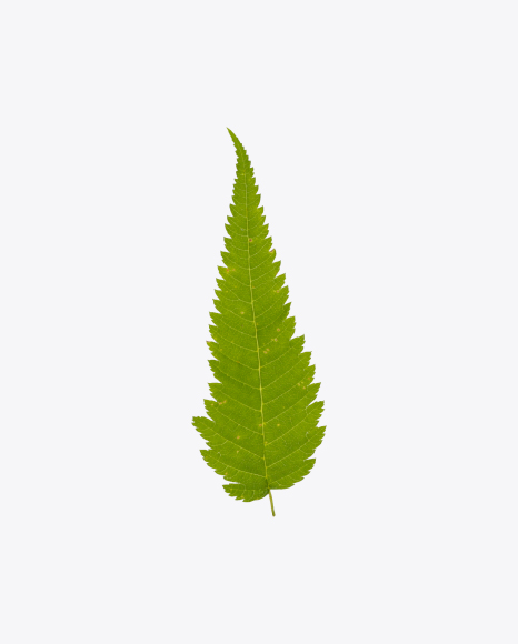 Fern Leaf PNG