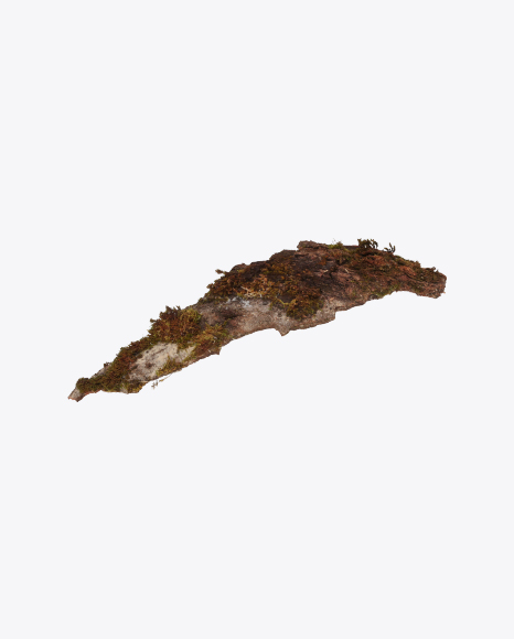 Piece of Bark PNG