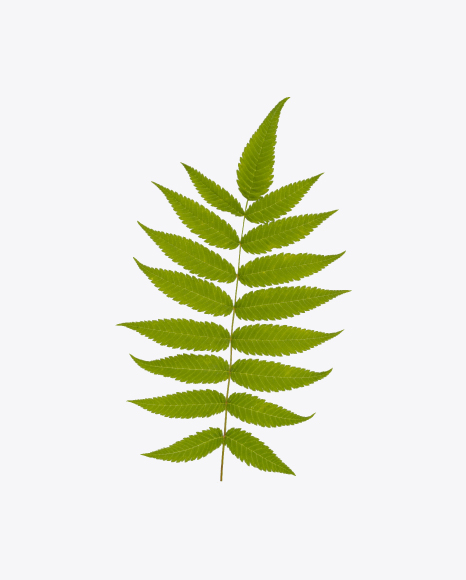 Fern Leaf PNG