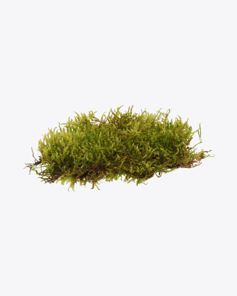 Moss PNG