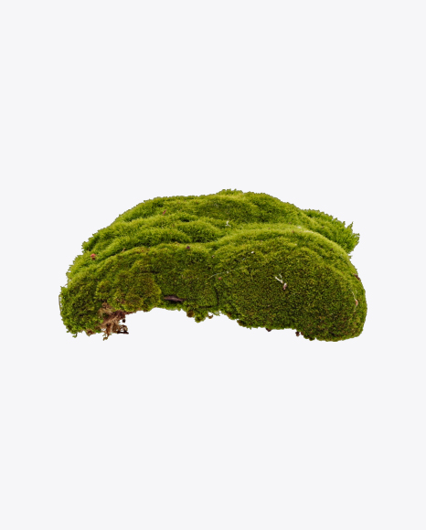 Clump of Moss PNG