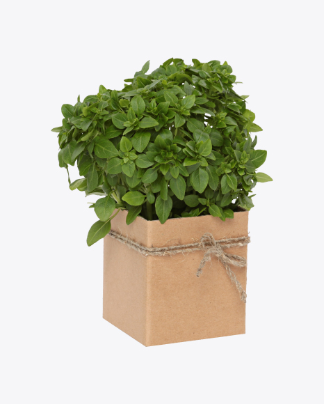 Bunch of Green Basil In Box PNG