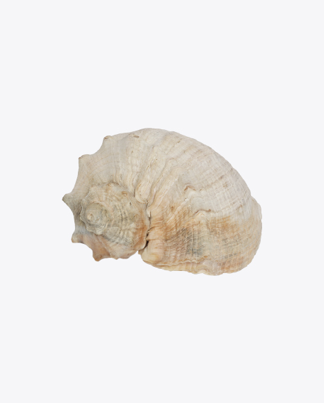 Seashell PNG