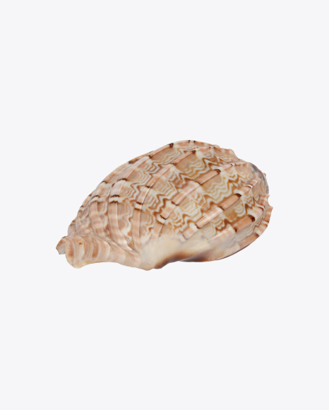 Glossy Seashell PNG