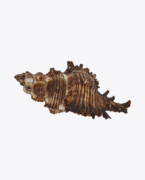 Brown Spiky Seashell PNG