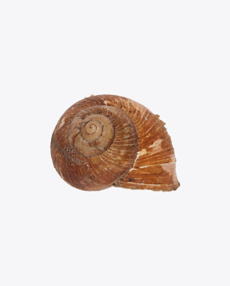 Snail Shell PNG