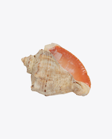 Seashell PNG