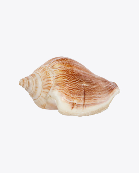 Glossy Striped Seashell PNG