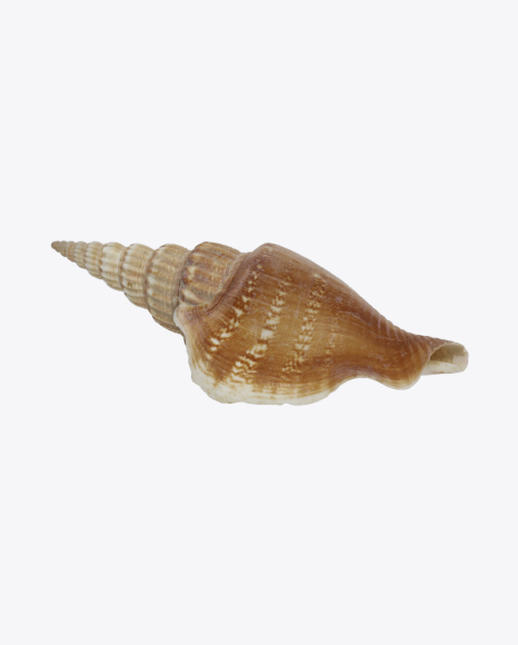 Long Glossy Shell PNG