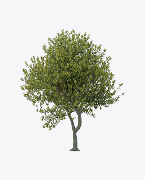 Tree PNG