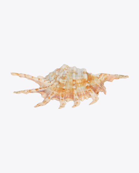 Spider Conch Shell PNG
