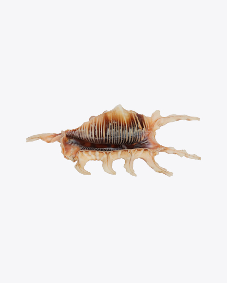 Spider Conch Shell PNG