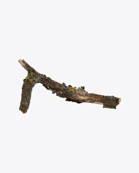 Tree Branch with Lichens PNG