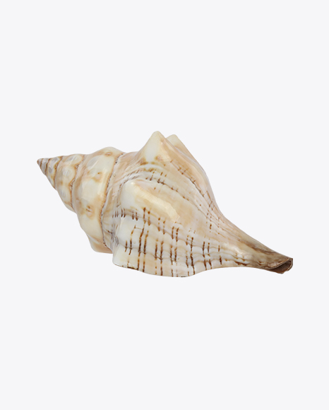 Glossy Seashell PNG