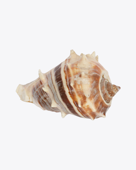 Striped Spiky Seashell PNG