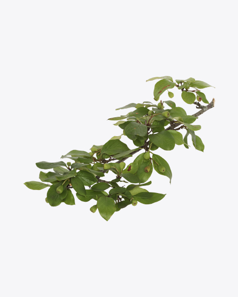 Bush Branch with Leaves and Berries PNG
