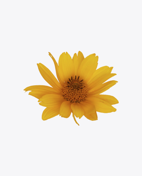 Calendula Flower PNG