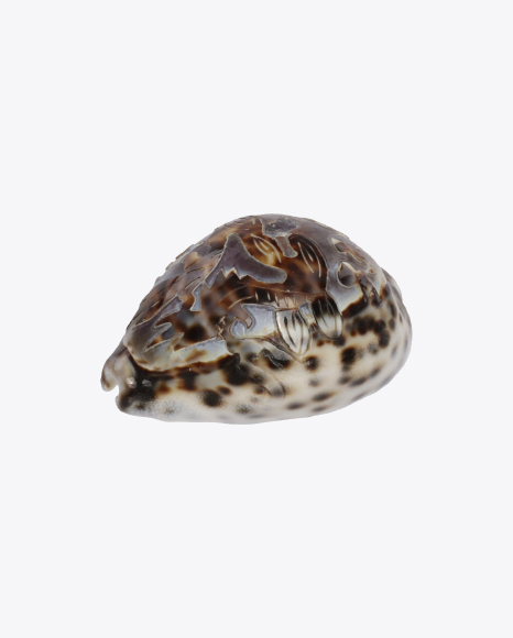 Seashell with Decoration PNG