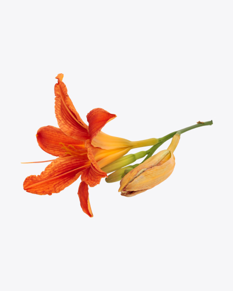 Orange Daylily Flower PNG