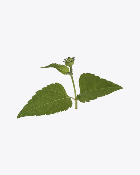Flower Leaves PNG