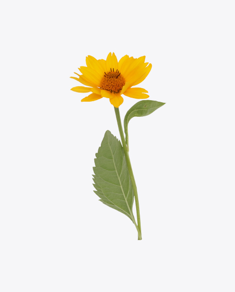 Calendula Flower with Leaves PNG