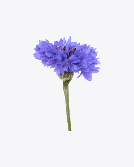 Cornflower PNG