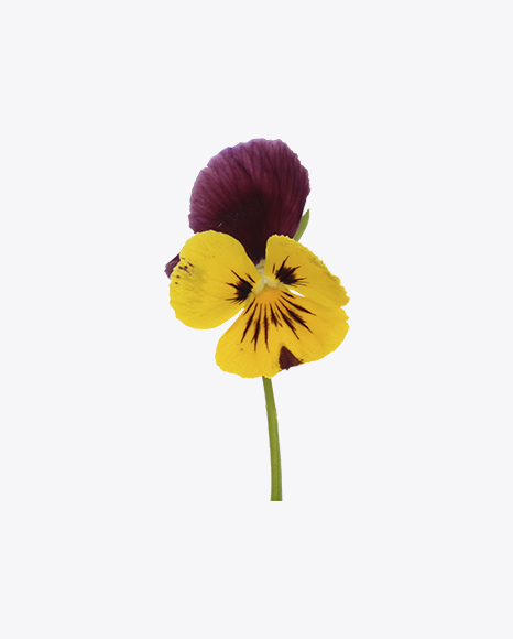 Pansy PNG