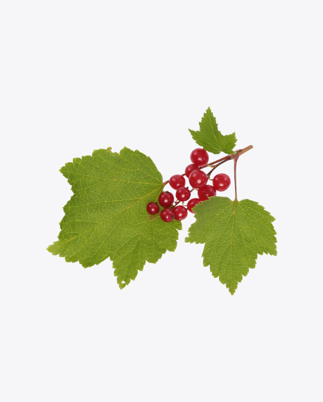 Red Currant PNG