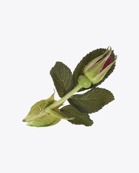 Rosehip Bud with Leaves PNG