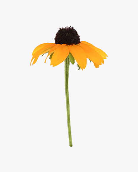 Withering Calendula Flower PNG