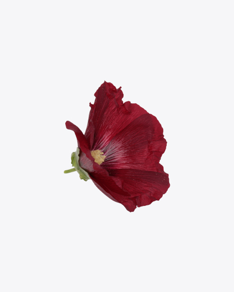 Mallow Flower PNG