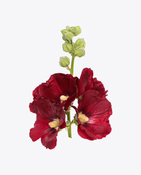 Mallow Flowers on Stem PNG