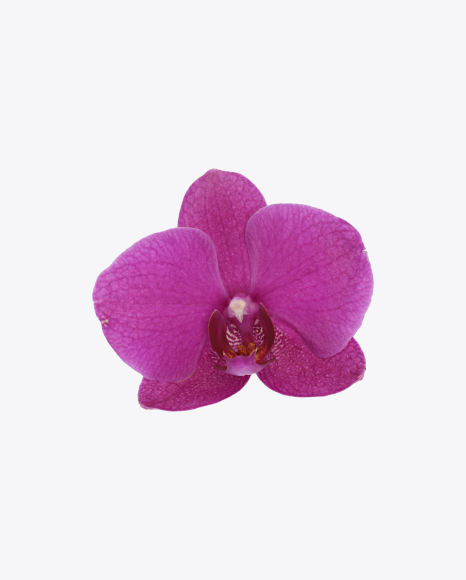 Orchid Flower PNG