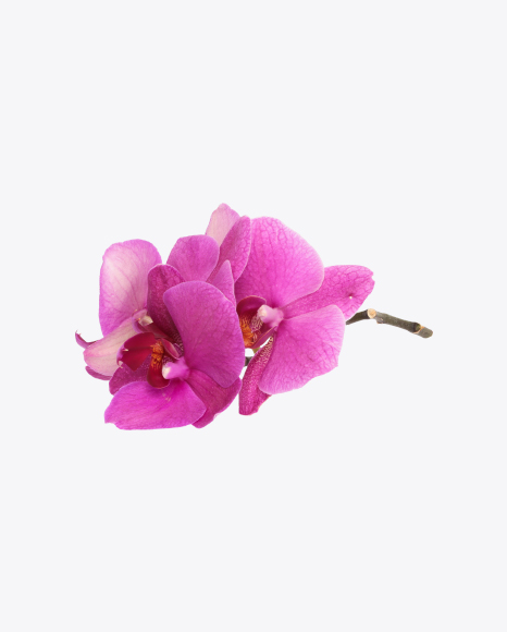 Orchid Flowers on Stem PNG