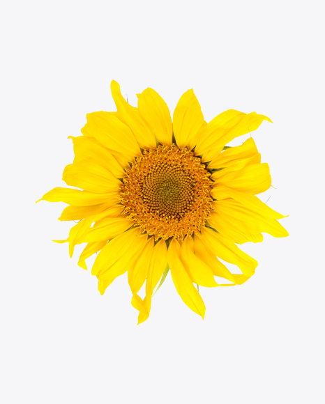 Sunflower PNG