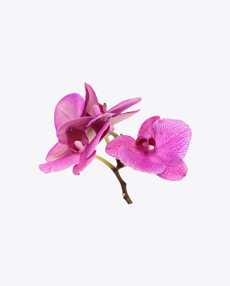 Orchid Flowers on Stem PNG