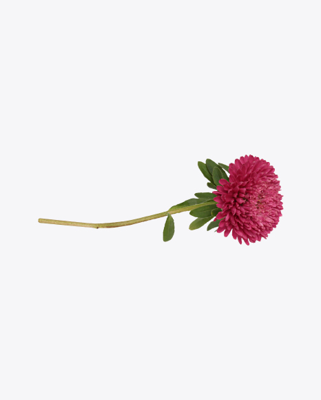 Pink Aster Flower PNG