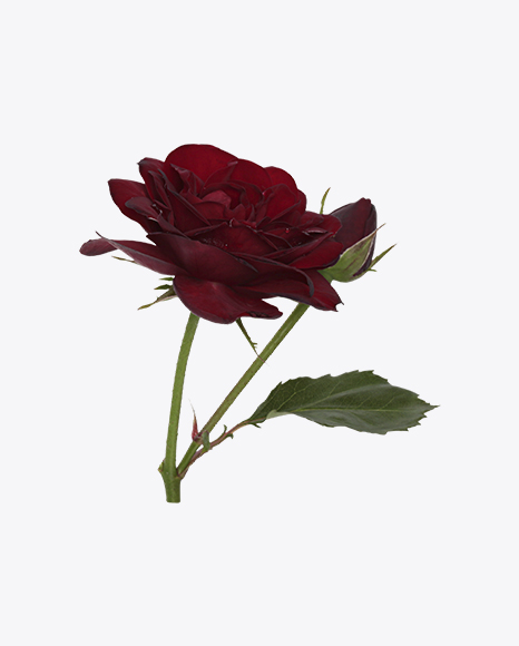 Red Rose with a Rosebud PNG