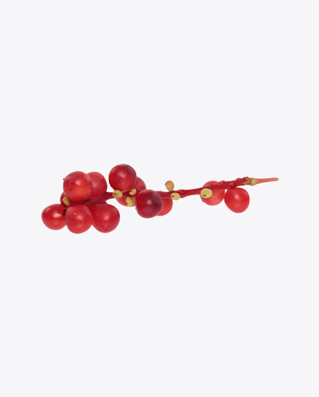 Magnolia-Vine Berries on Branch PNG