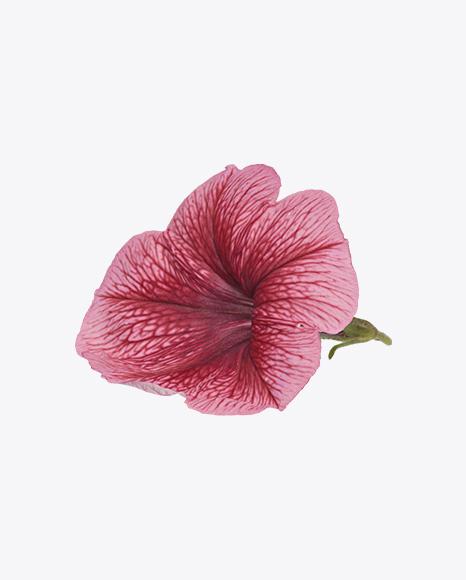 Madness Summer Petunia Flower PNG
