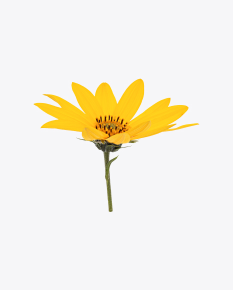 Jerusalem Artichoke Flower PNG