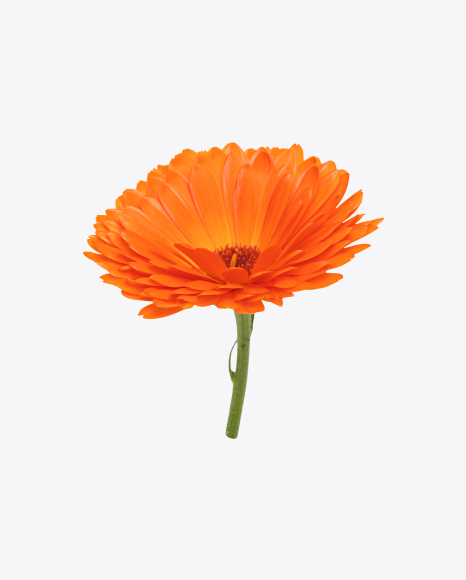 Orange Calendula Flower PNG